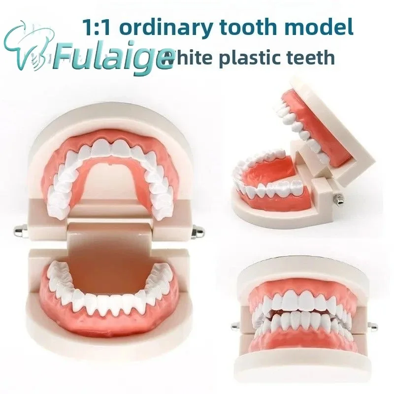 1PC Standard Full Arch Dental Model, Durable Plastic Teeth for Orthodontic Study & Chairside Display
