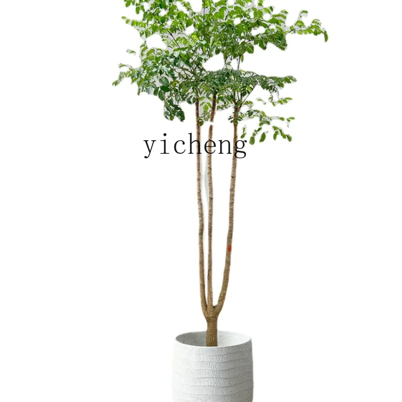 Xl Native Happiness Tree Green Plant Indoor Living Room Large Plant Pot Old Pile Radermachera Floor