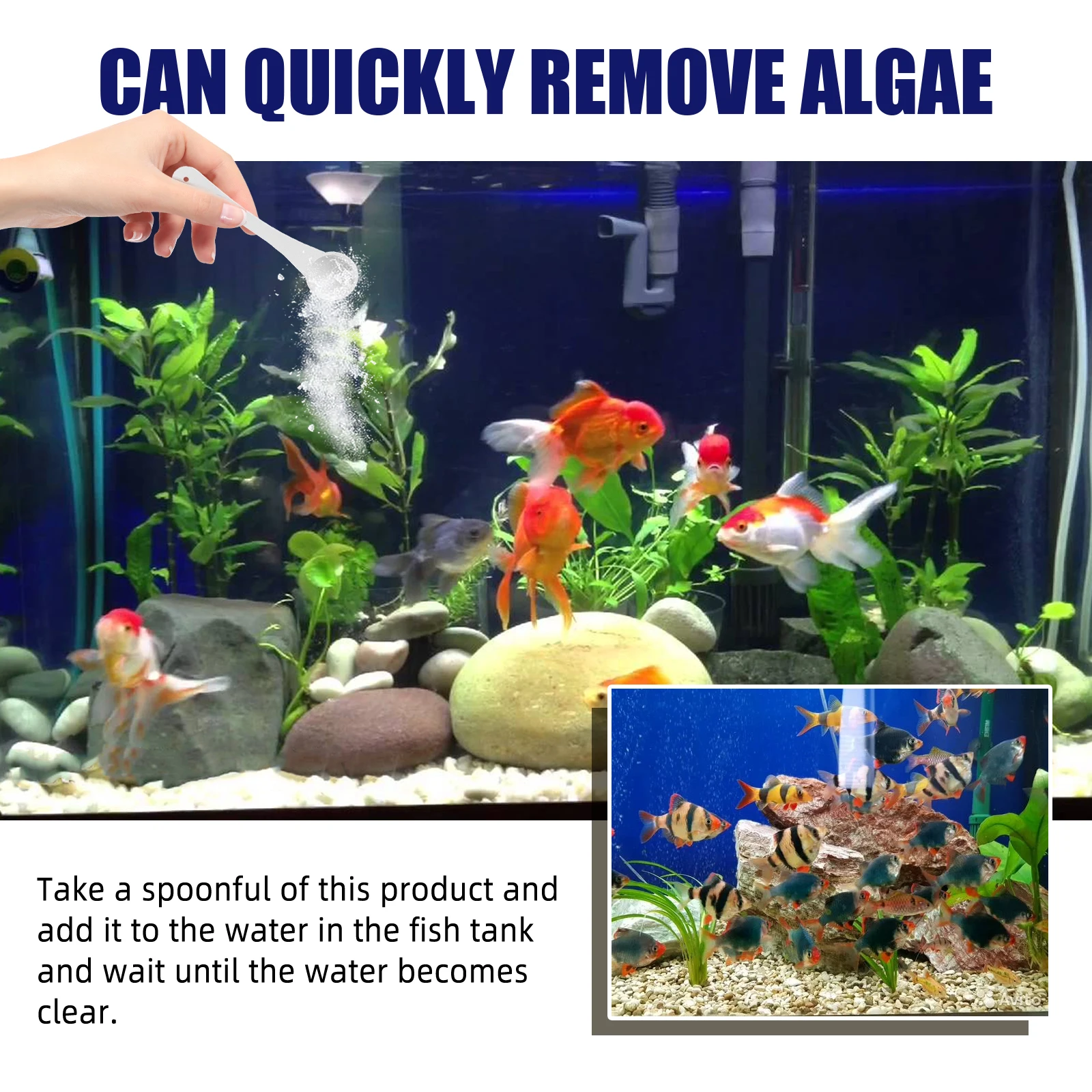 Algenentfernung, schnelles Ent – Marine Aquarium Bacteria Bewertung und Preis