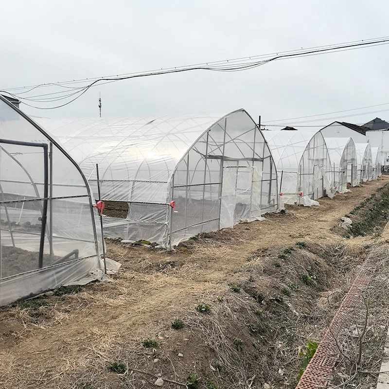 2025년 단일 경간 온실, 아치형 온실, 항온 필름 덮개 식물 재배 농업용 온실