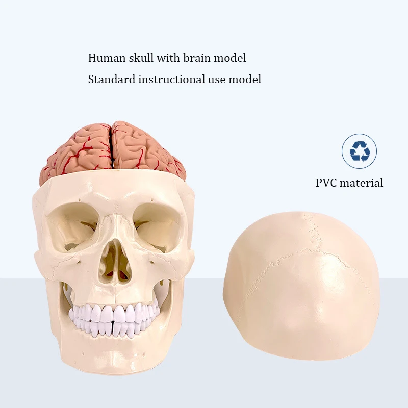 

Medical Anatomical Neurological Model With Brain Model Skull Model 1:1 Craniocerebral Model