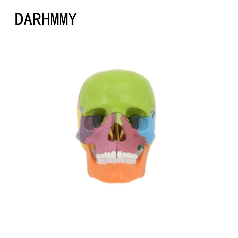 DARHMMY 15pcs / set 4D Detachable Color Mini Skull Anatomy Model Detachable Medical Teaching Tool