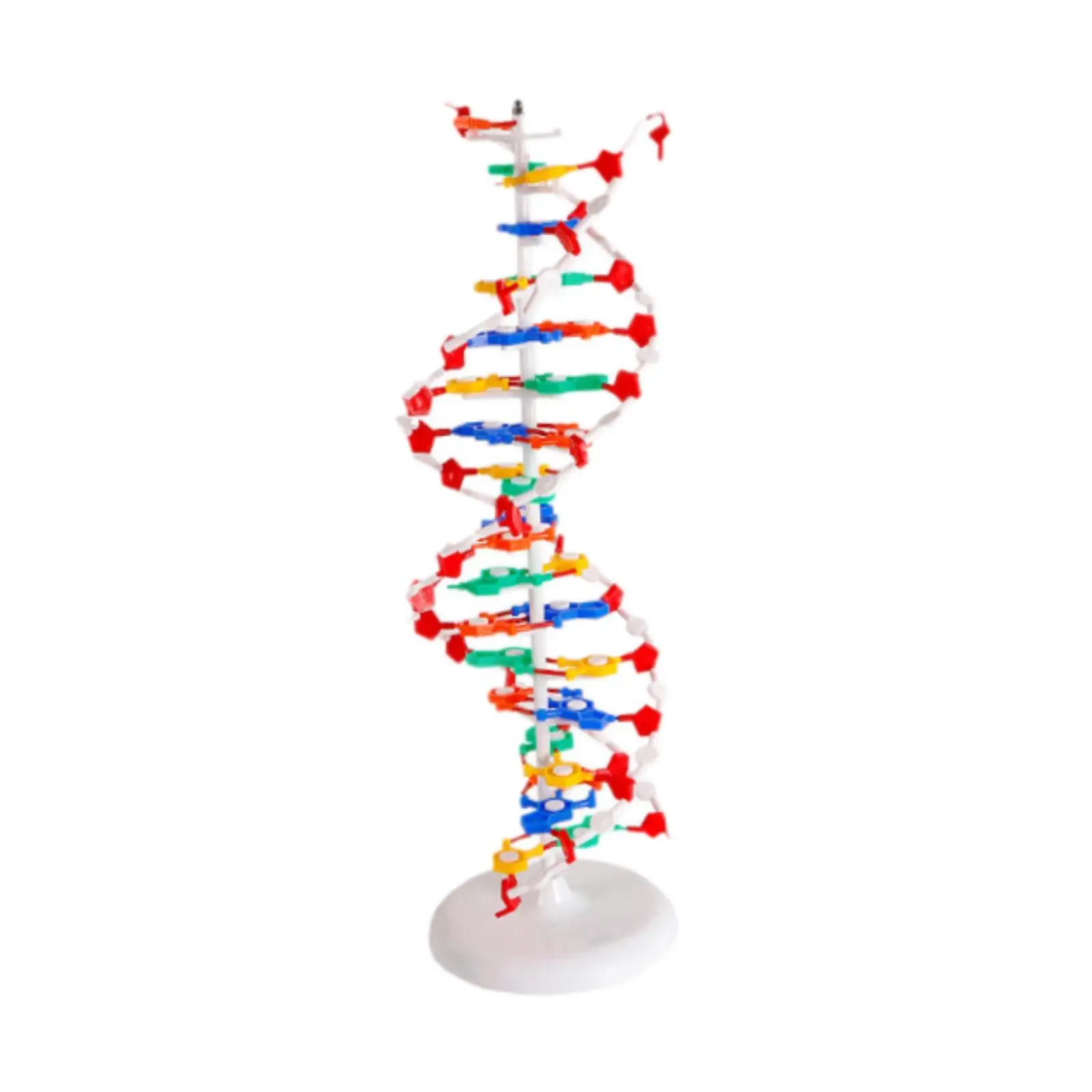 Dna Double HELIX Model Sturdy Professional Gifts Human Genes Learning Kit