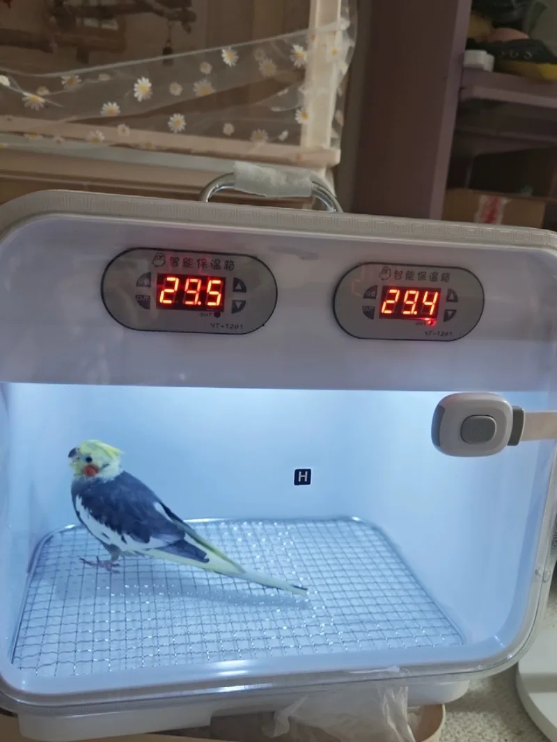 Parrot Incubator Smart Pet Heated Incubator Constant Temperature Incubator for Newborn and Young Birds 0-Day Hand-Rearing