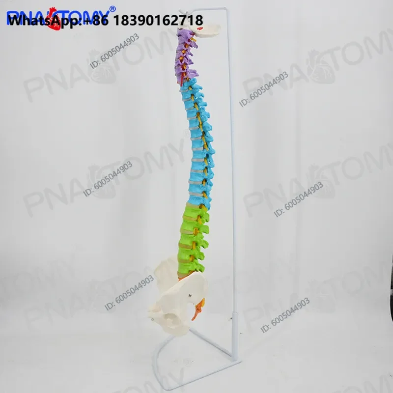 1:1 Color Human Whole Spine Orthopedic Pelvic Skeleton Model for Massage Practice