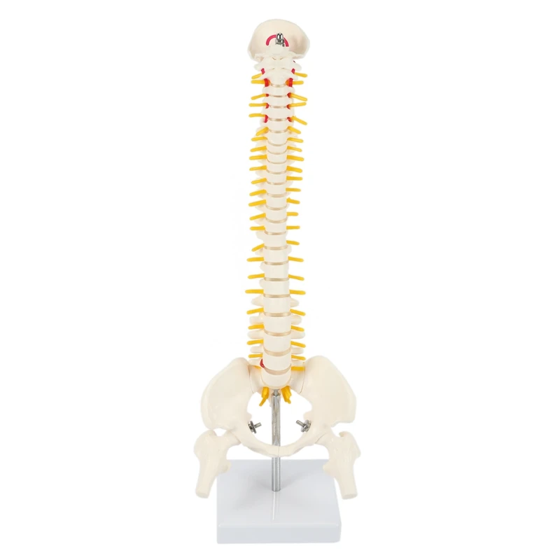 SHGO HOT-45Cm Flexible 1:1 Adult Lumbar Bend Spine Model Humans Skeleton Model with Spinal Disc Pelvis Model Used for Massage