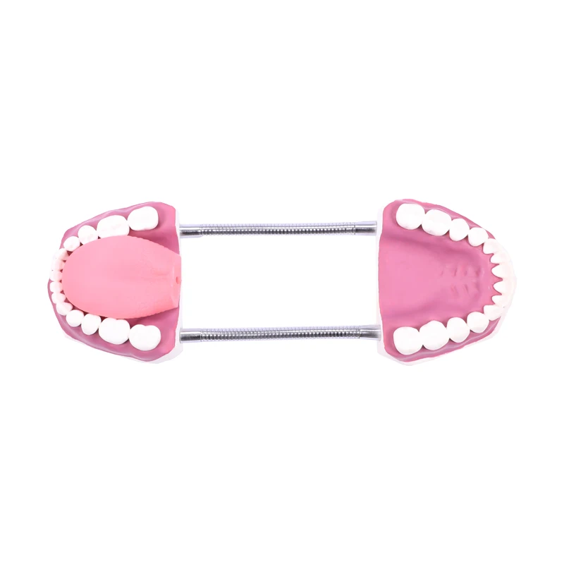 DARHMMY Dental Teaching Mode Teeth Brushing Teaching Studying Practice Model Educational Training Oral Medical Models