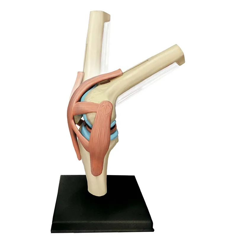 

Educational Assembling Toys Human Knee Joint Organ Anatomy Model Medical Teaching DIY Popular Science