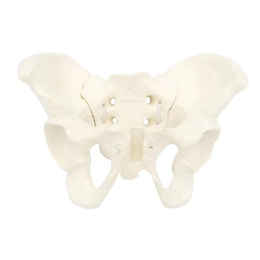 

1:2 Size Pelvis Mini Pelvis Model Movable Femur Heads Flexible Female Skeleton Model High Quality Educational Tool