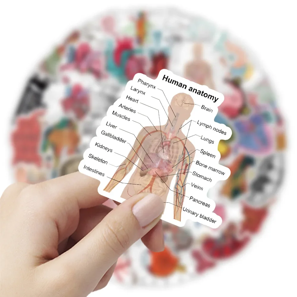 50Pcs Cartoon Human Organ Medical Anatomy Stickers Decals Toys Decorative Water Bottle Laptop Phone PVC Waterproof Sticker