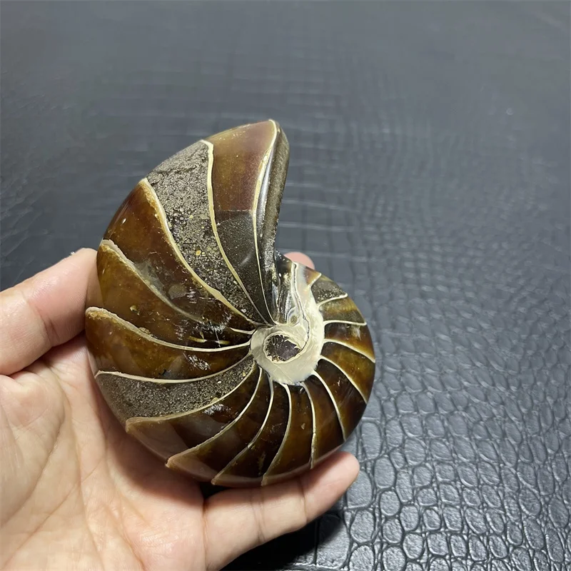 610g Natural Ammonite  Stone Hot Sale Conch  Specimen Beautiful Ammonite