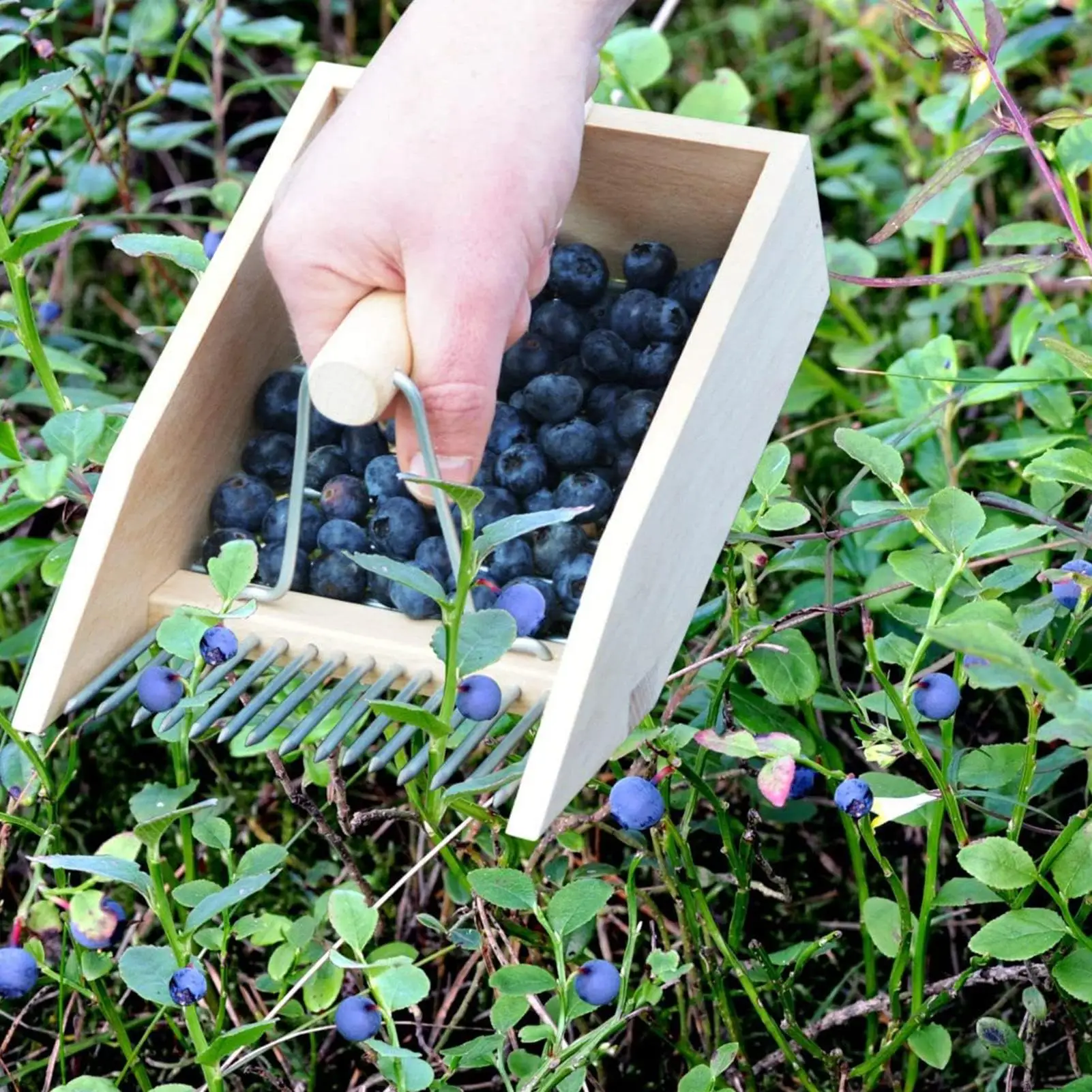 rateau-de-cueillette-de-fruits-avec-peigne-metallique-et-manche-pour-la-recolte-des-baies-dans-les-jardins-champs-vergers-et-fermes-en-exterieur