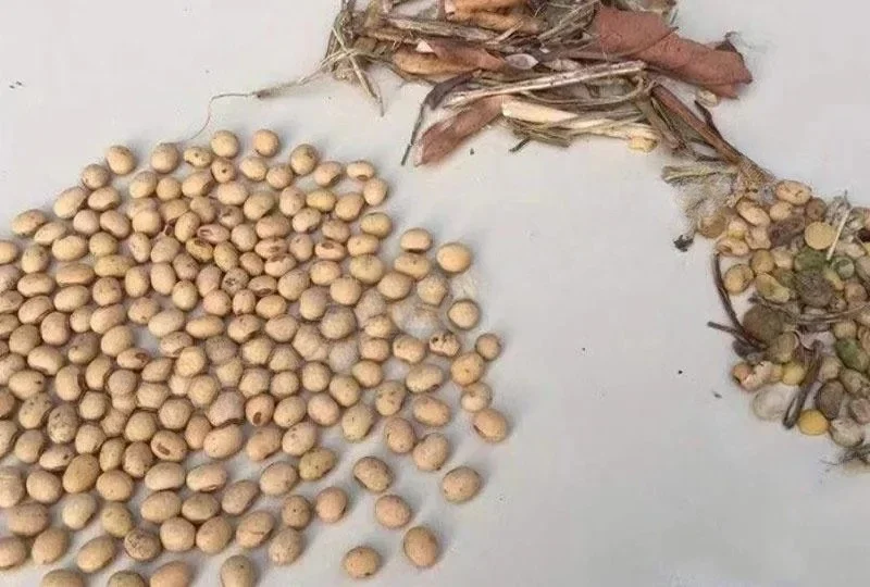 밀 보리 귀리 호밀 비중 분리기 곡물 씨앗 대두 분리기 참깨 옥수수 쌀 세척기