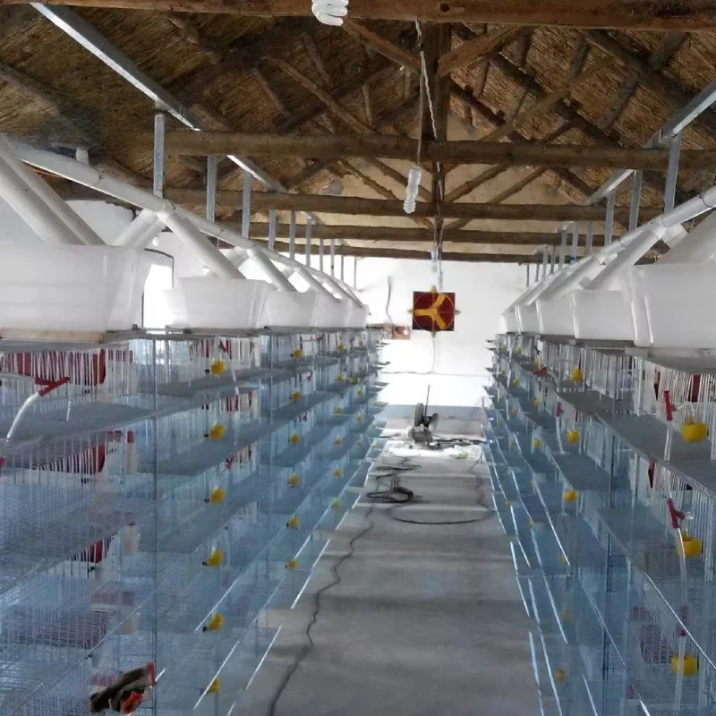 Automatic Quail Farm Cage New Design Quail Layer Cage Feeder,automatic Drinking System Commercial Qauil Farm Plastic Feed Trough