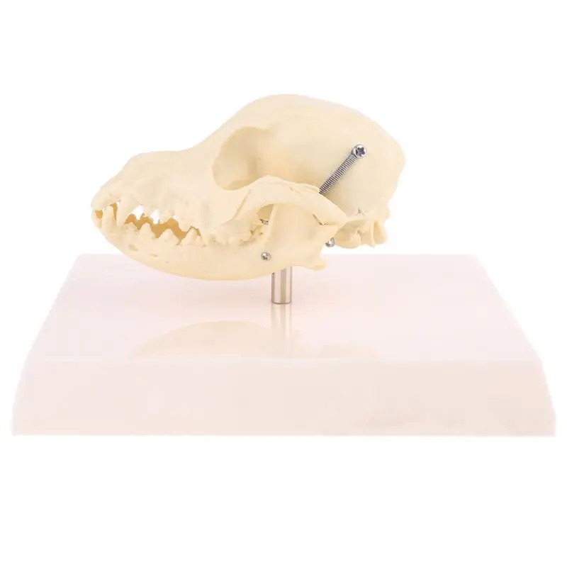 Dog Skull/Ear Lesion Animal Anatomical/Lumbar Vertebrae with Coccyx Model Veterinary Science Aids Teaching Research