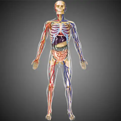 4D Assembled Human Body Removable Muscles, Organs And Bones Kids Anatomy Toy