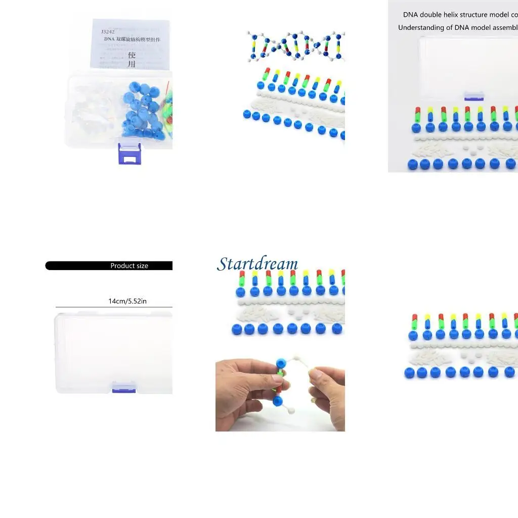 Deoxyribonucleic Acid Models Double DNA Models Set DNA Structure Models For Educational And Biology Teaching K92C
