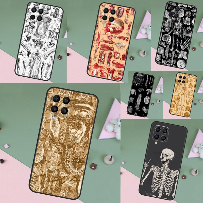 Medical Skeleton An…