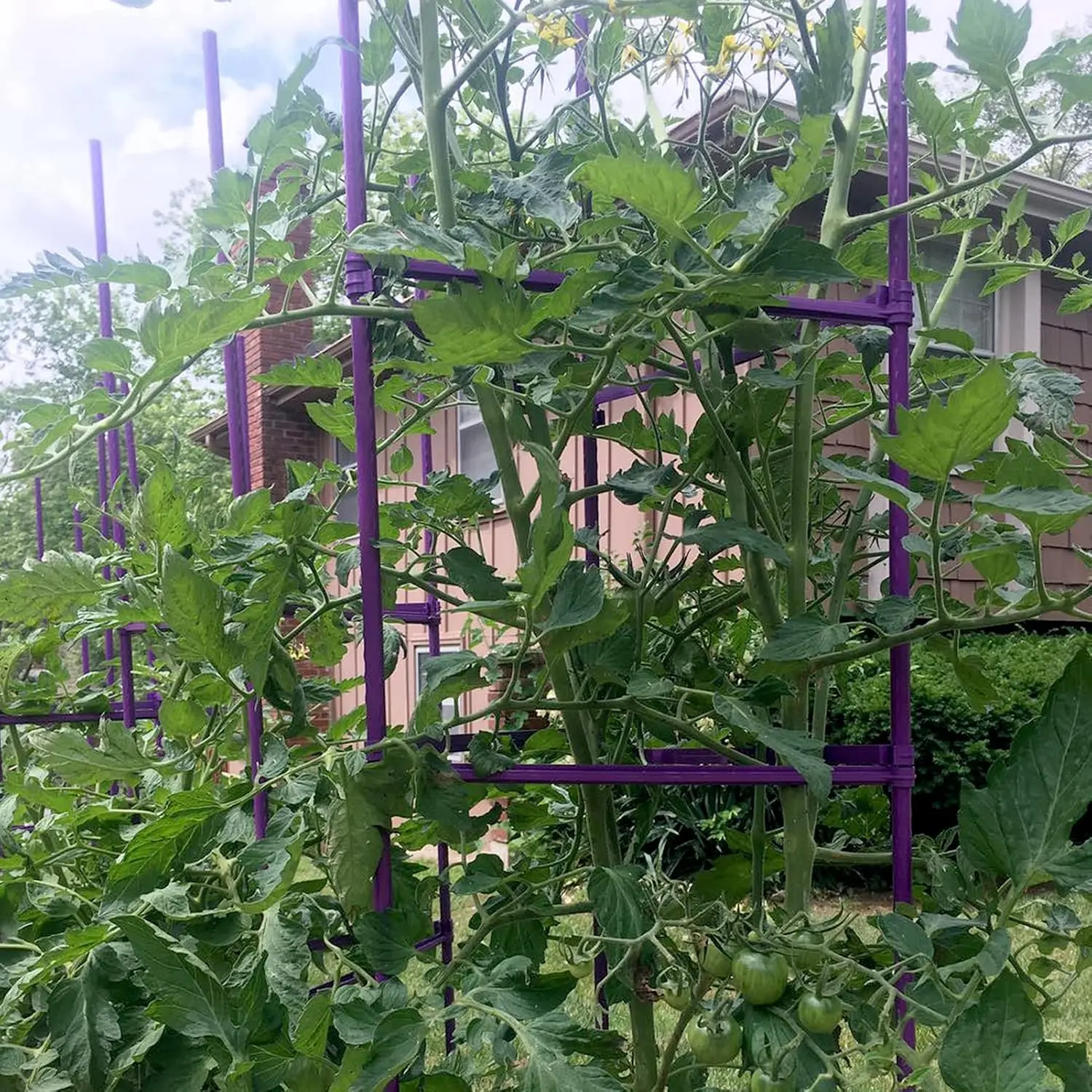 Large Tomato Cage 6 Pack Upto 73 inch Tall Tomato Trellis Garden Stakes Plant Support,Purple(5ft Stake add 18 inch Adjustable St