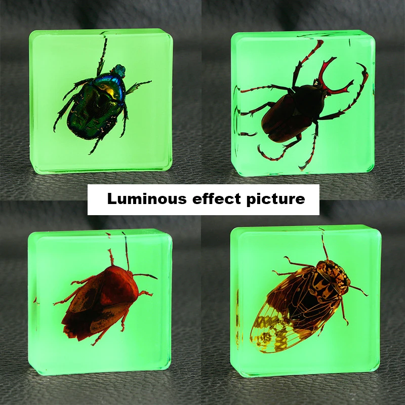 Funny New Square Luminous Insect Specimens Transparent Resin Fluorescent Ornaments Children's Early Education Teaching Toys