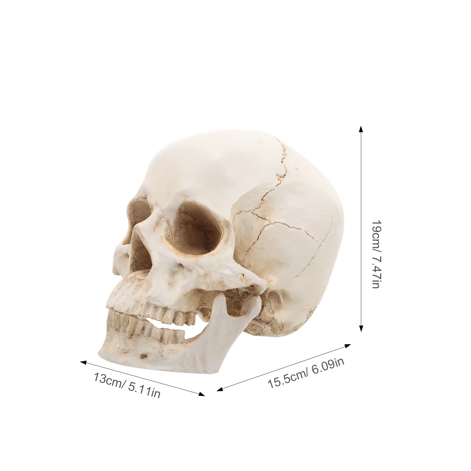 Modello umano con teschio in resina ossea per adulti per corso di studio Scultura Apprendimento Insegnamento medico staccabile