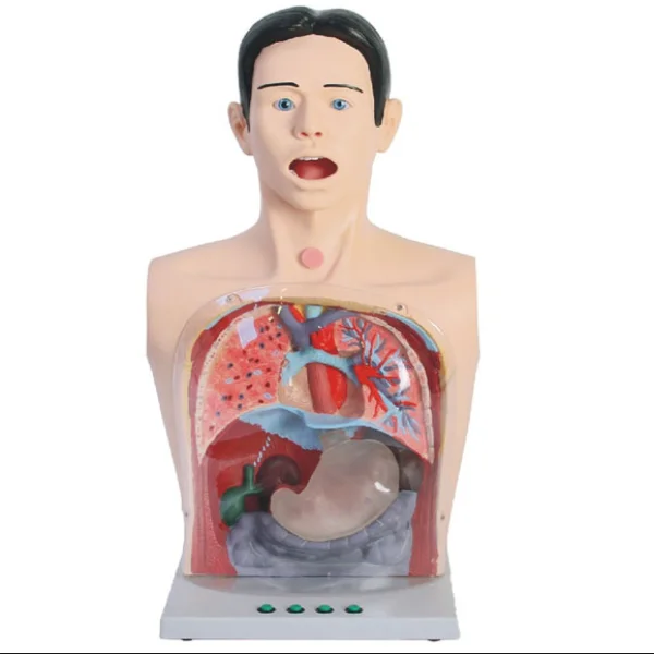 

Advanced Clear Gastric Lavage Model Transparent Nursing Simulator