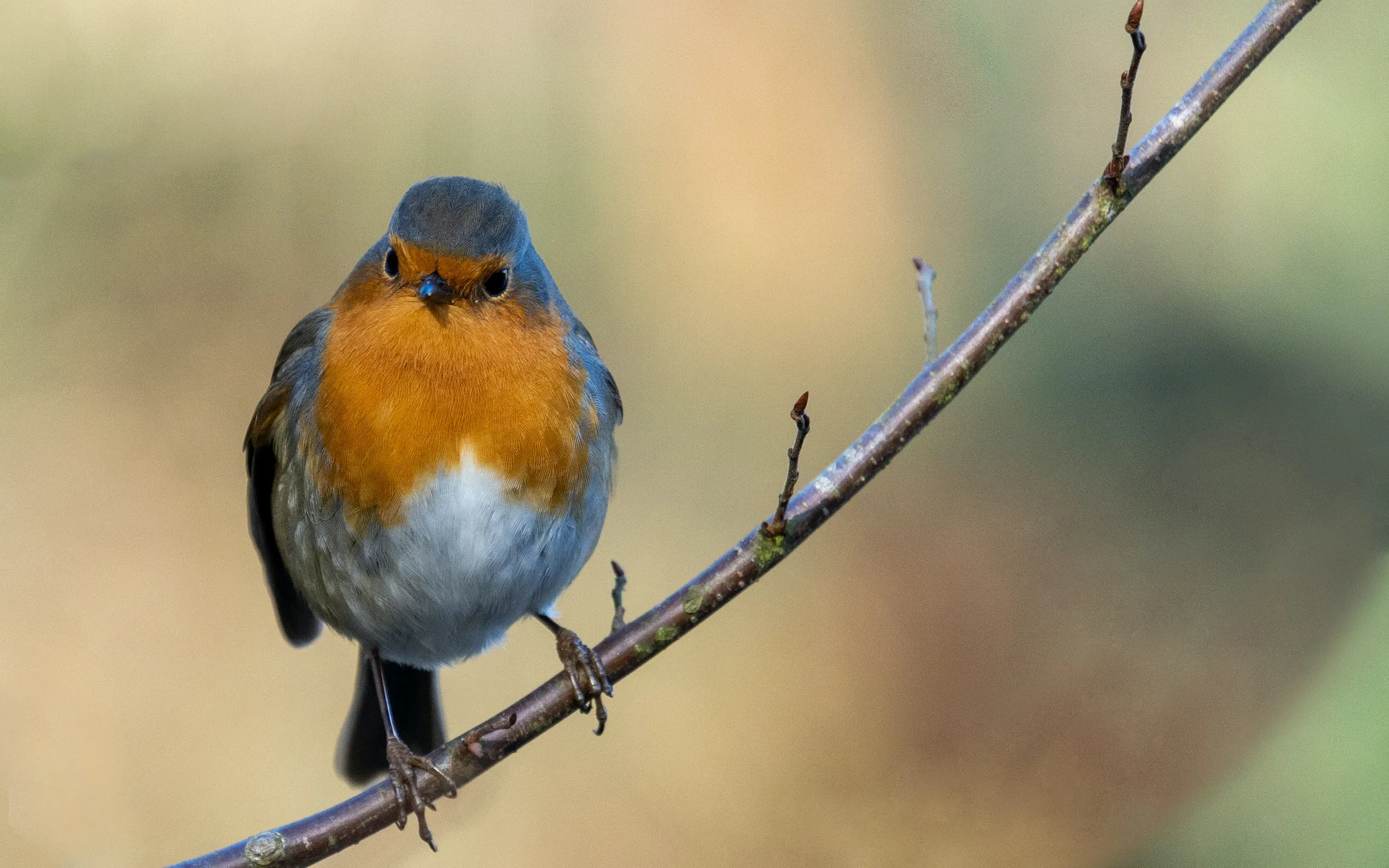 

4pcs 110MM Short Course Truck Tires Tyre Wheel With 12mm 14MM 17MM Hex For Slash Arrma HuanQi Rc Car