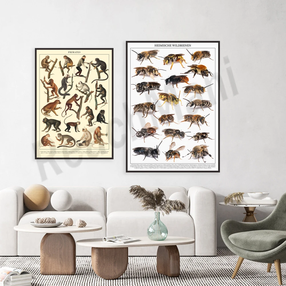 Vintage Monkey Poster - Primates, Wild Bee Poster - Local Wild Bees, Animal Prints Canvas Print, Home Decor