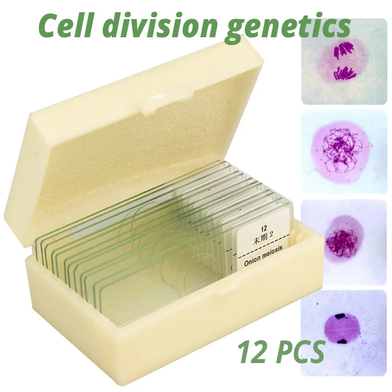 12PCS Cell Division Genetics Biological Microscope Various Specimens Selected Prepared Slides Onion Anthers Meiosis Micro Slice