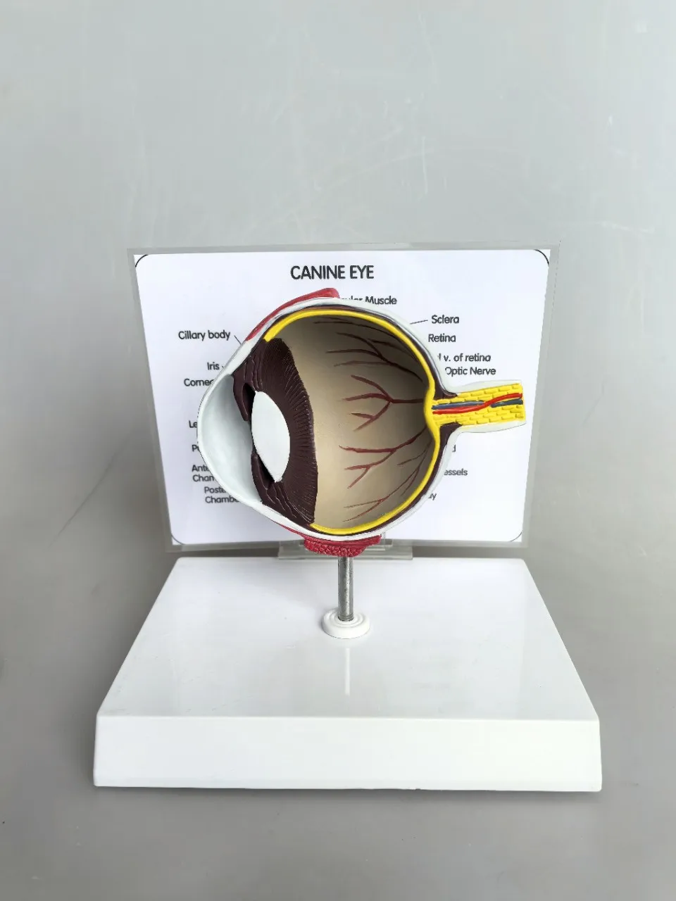 Canine eyeball anatomical model, animal eyeball anatomical teaching model, dog eyeball anatomical model