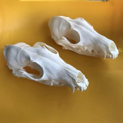 2pcs Red Fox Skull taxidermy real bone skeleton Christmas decoration gift