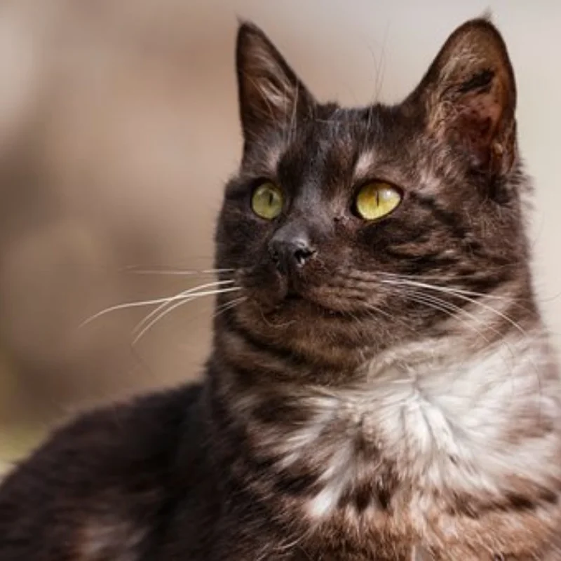 

Металлический адаптер шестигранной ступицы колеса 12 мм для Tamiya CW-01 CW01, ланч-бокс Midnight Pumpkin Monster Beetle WR02, обновленные детали, аксессуары