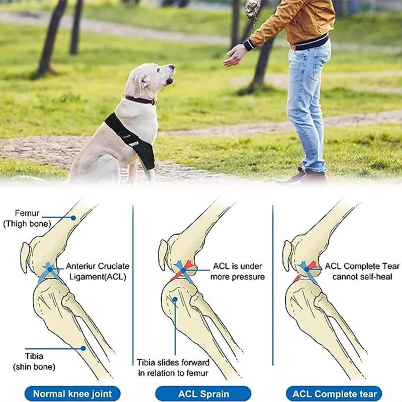 Pet Supplies Dog Leg joint Knee ACL Ligament Tear Protection Rehabilitation Belt Joint Dislocation Bracket