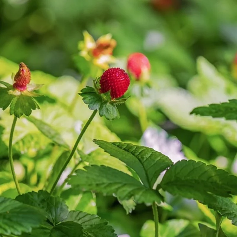 

Вал передней оси из нержавеющей стали и задний приводной вал для TRXS 1/10 Ford Fiesta ST Rally RC Car Upgrade Parts