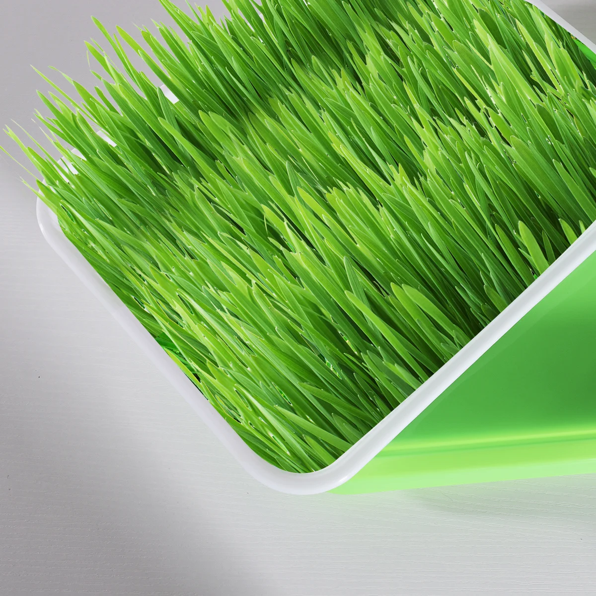 

Sprouter Tray Food Grade PP Premium Soil-Free Wheatgrass Mung Bean Growing Tray for Sprouting and Vegetable Fruit