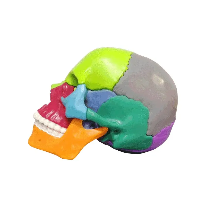 15pcs/setDetachable Teaching Anatomical Skull Model Desktop Ornament Disassembled Color Life Size Simulated Medical Anatomy Demo