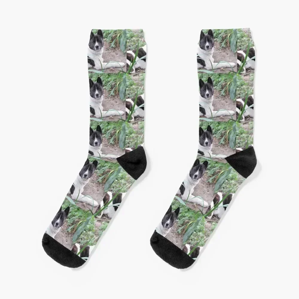 

Brindle And White Akita Socks anime golf christmas gift Male Socks Women's