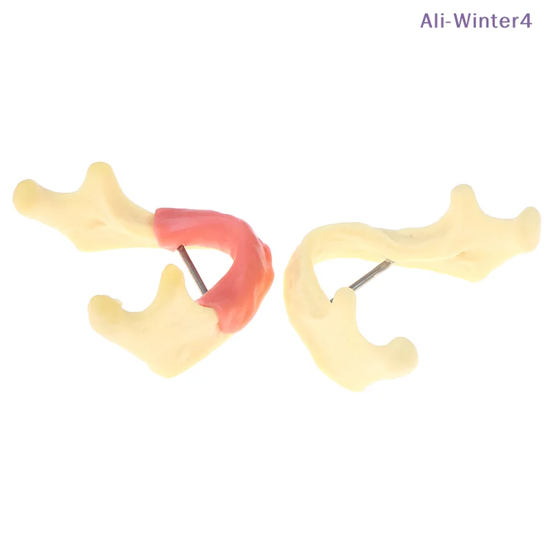 

Модель для обучения стоматологов: Анатомия десны и тканей нижней челюсти. Демонстрационная модель зубов для изучения и обучения.