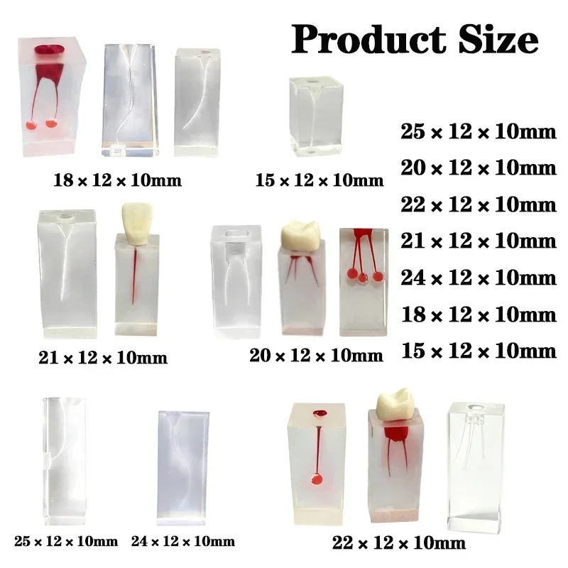 Dental Endodontic Root Canal Block Model Dentistry Education Teaching Resin Endo Training RCT Practice Pulp Cavity Tooth Models