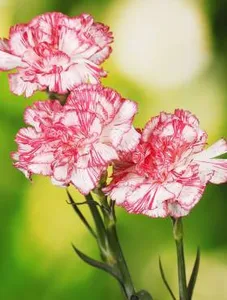 12 meilleures graines de bonsaï vendues - No 6