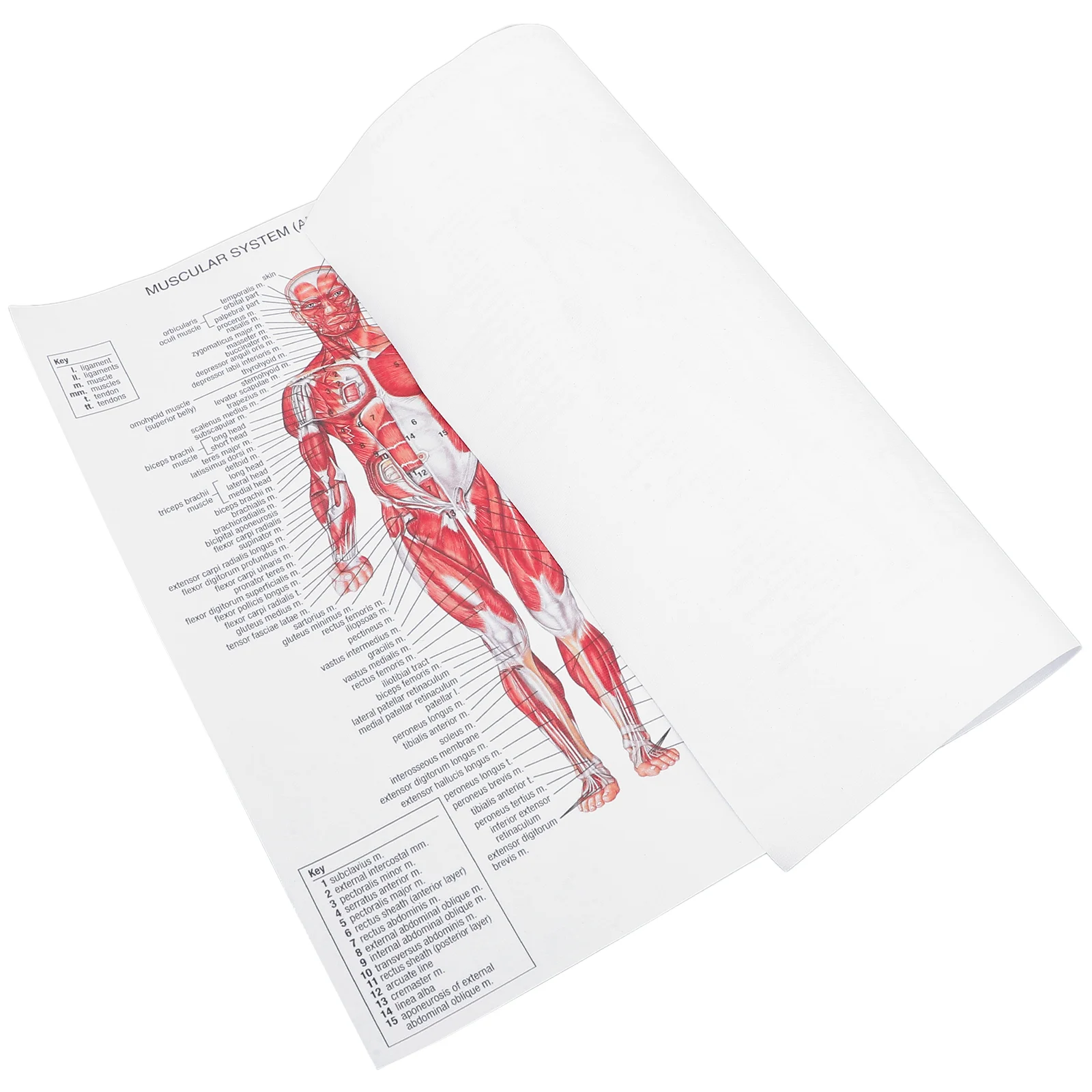 Human Muscular System Canvas Poster Anatomical Hanging Picture Room Decoration for Home School Hospital Restaurant (44x33cm)