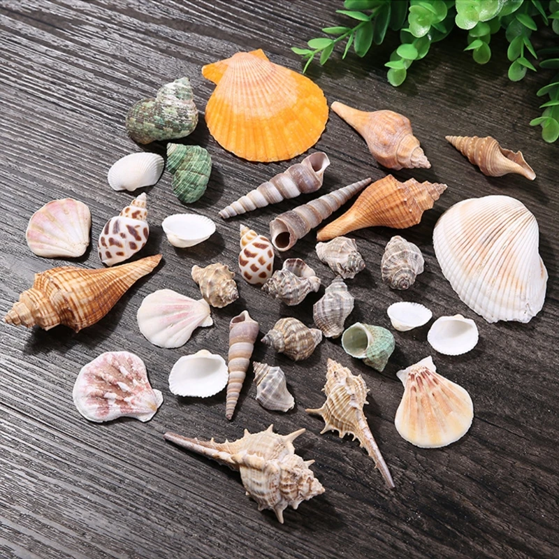 Aquarium Ornaments DIY Fish for Tank Decorations Mixed Seashells Sea Snail Coral Starfish Various Sizes up to 2.4