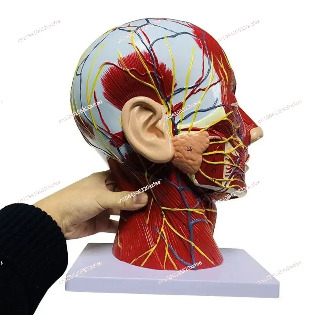 Human Anatomy Model. School Medicine Teaching High Quality Human, Skull with Muscles and Neurovascular, Head Part Brain