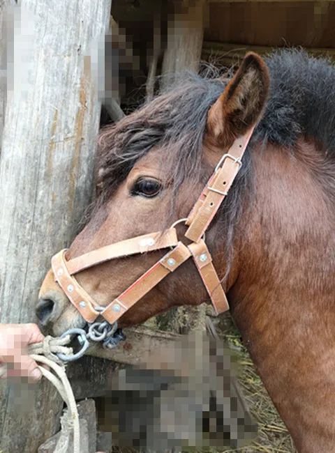 Juego de jaula de caballo de brida, grifo de caballo de entrenamiento de plomo, cuerda de plomo, juego completo de suministros ecuestres