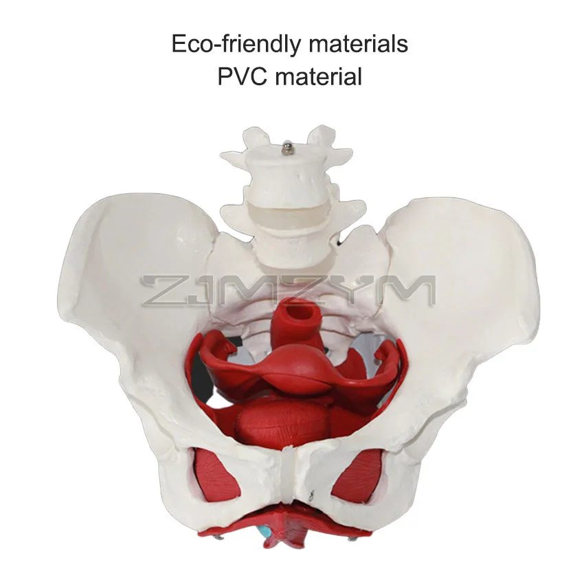 Detachable Female Pelvis Muscle With two lumbar vertebrae Anatomy Model Educational Science Teaching Resources