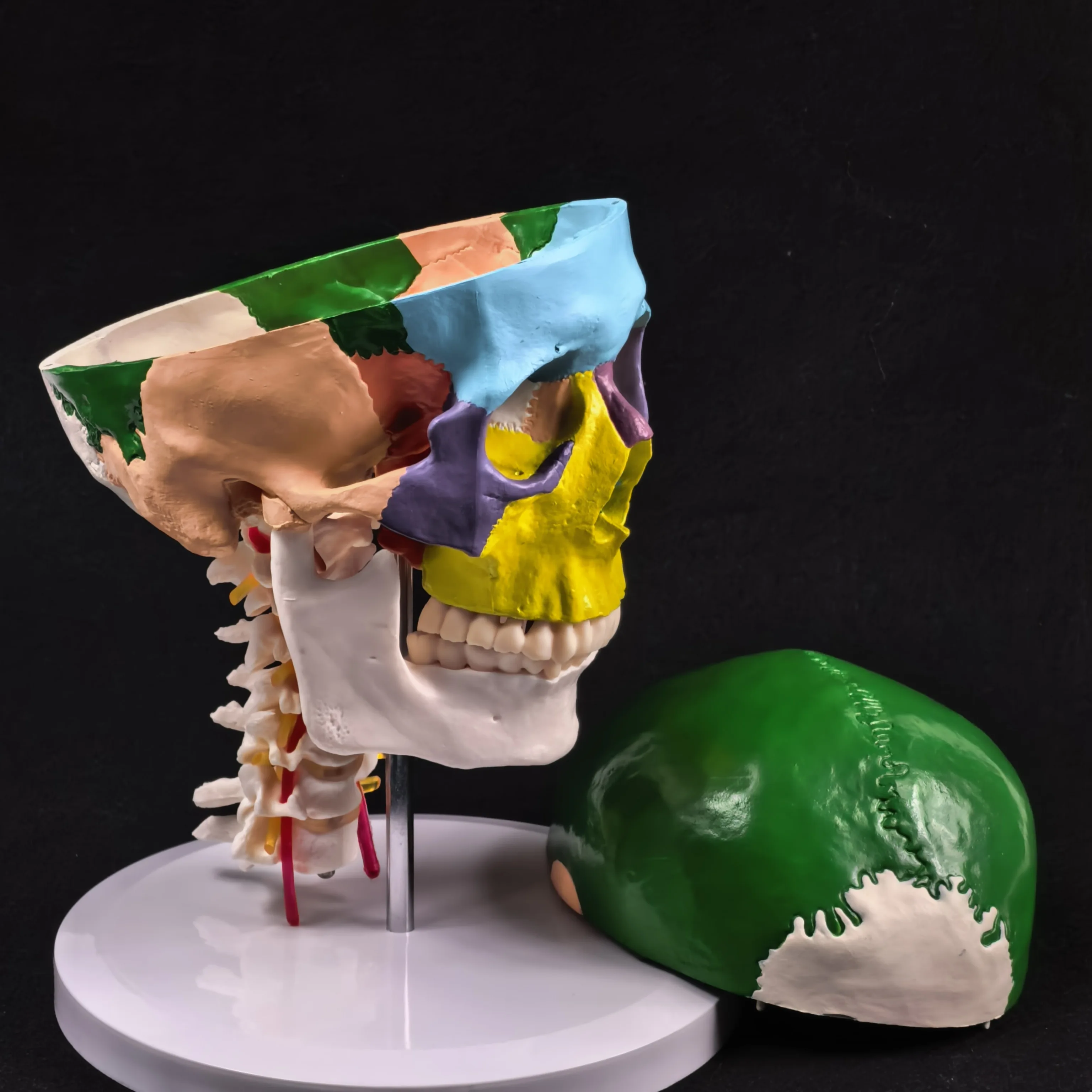 PVC Life Size Colored Function Human Skull Cervical Vertebrae with Nerves Anatomical Didactic Models Natural High QC