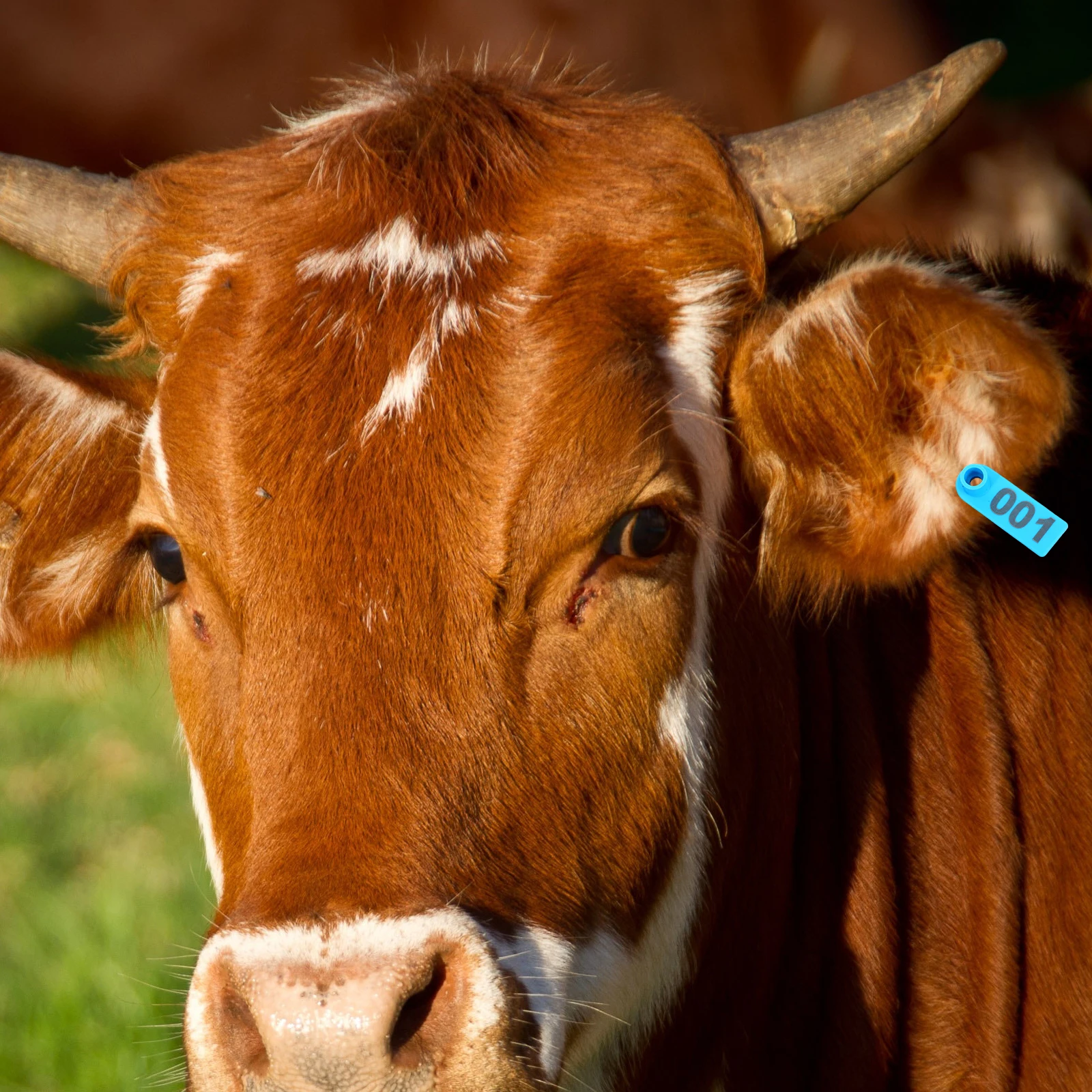 

100 PCS Cattle and Sheep Ear Signs Animal Identification Tags Tool Blue Tpu Calf