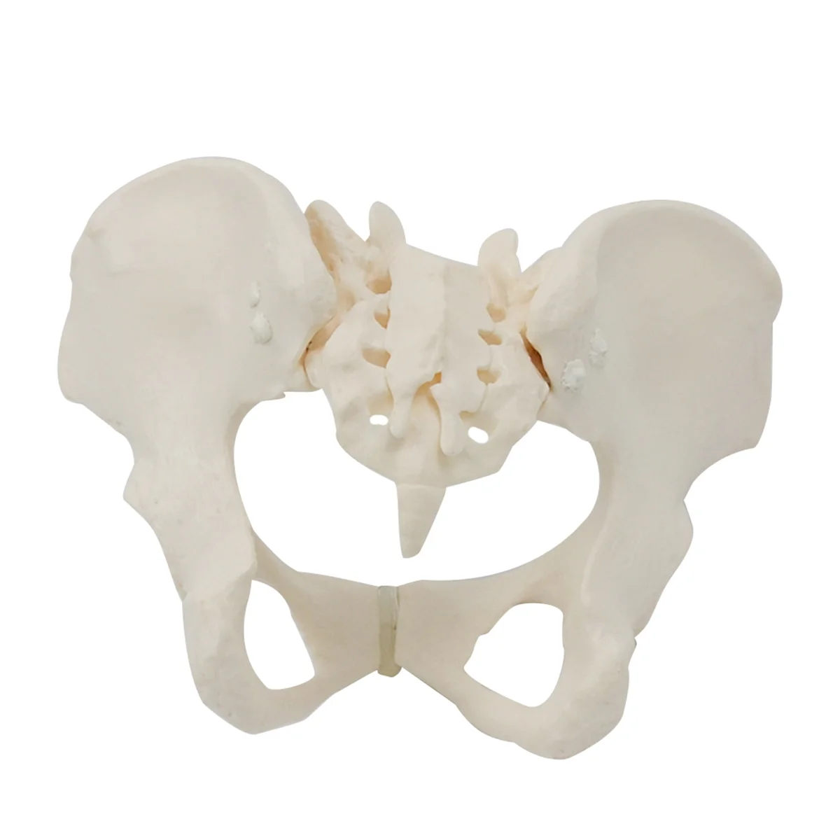 

1:1 Female Pelvis Model,Life Size Female Pelvic Skeleton Model, Anatomy Model for Science Education