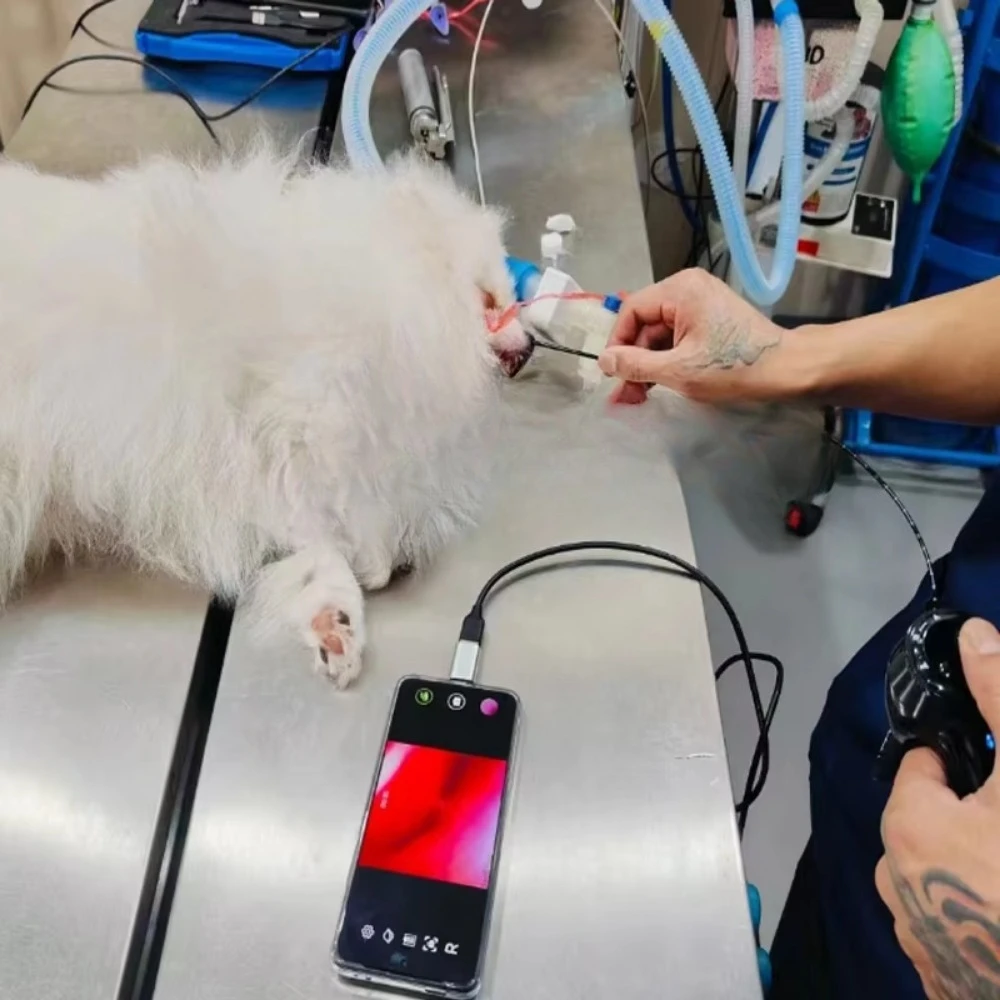IAE-109 Veterinary Gastroscope for Postoperative Examination of Large Animals