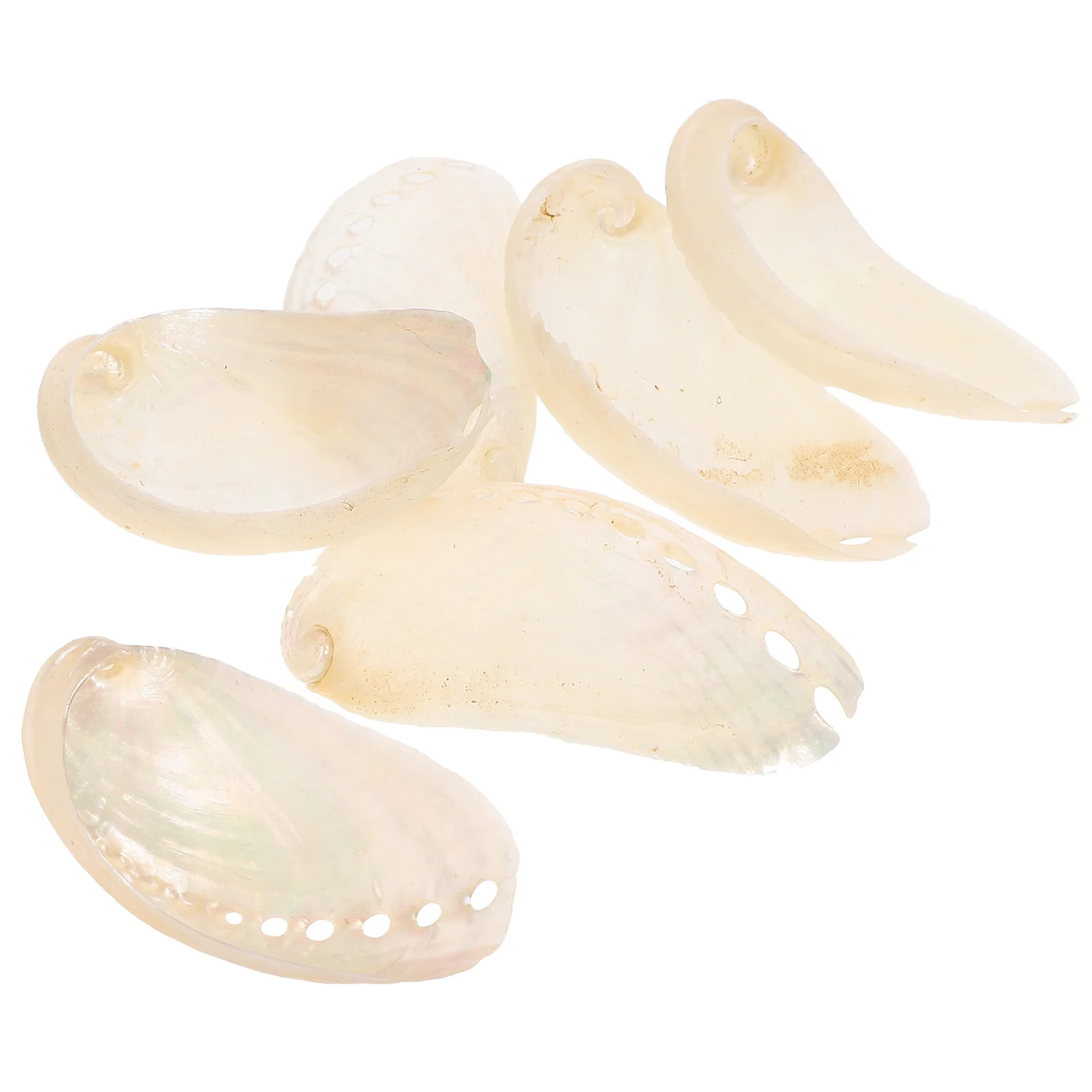 

6 Pcs Natural Abalone Shell Craft Wedding Decor Conch Decorative Tank Decoration